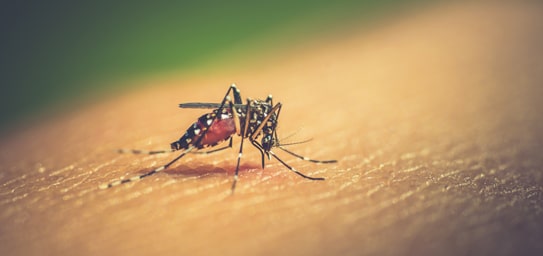 Todo lo que debes saber sobre el dengue